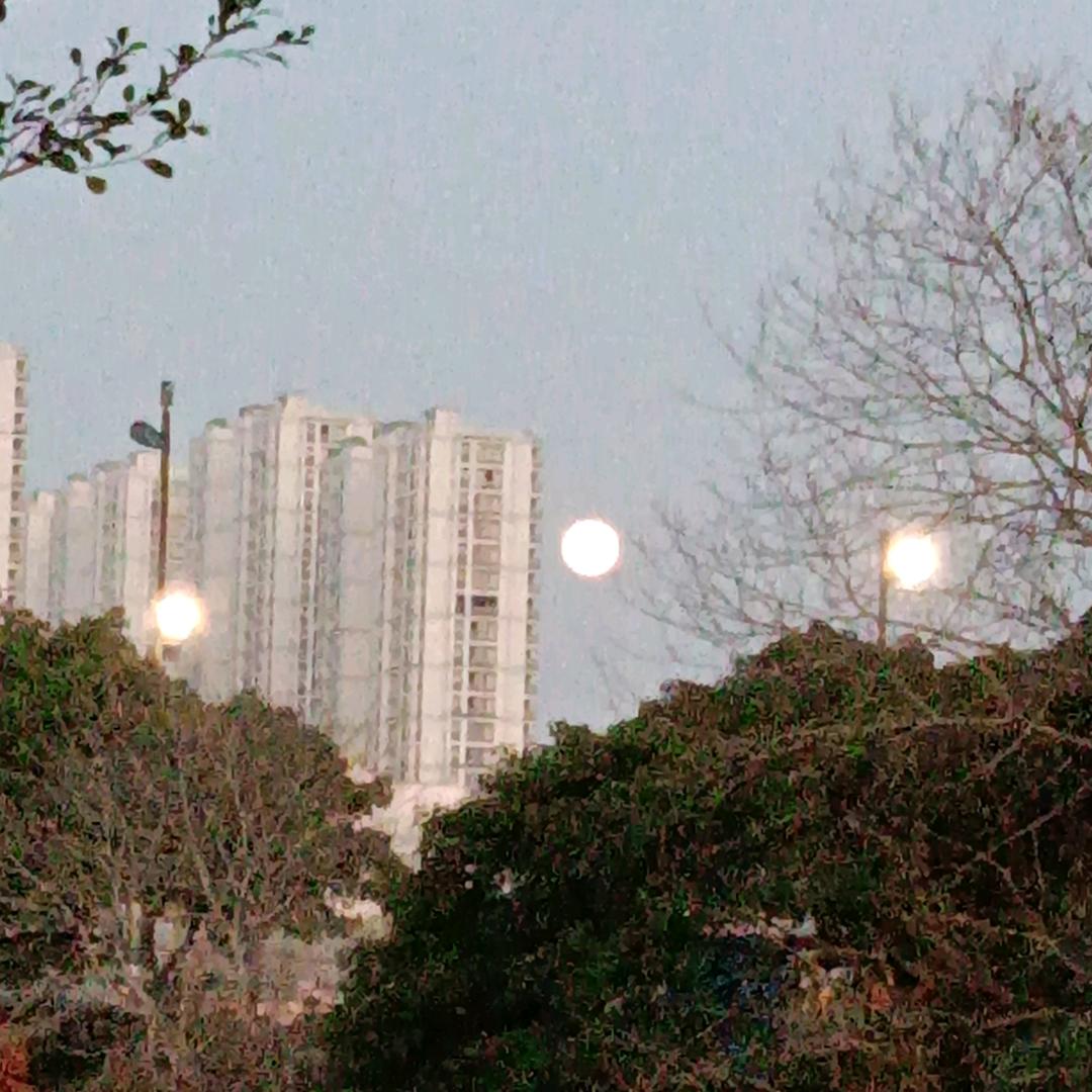 小鱼不会游