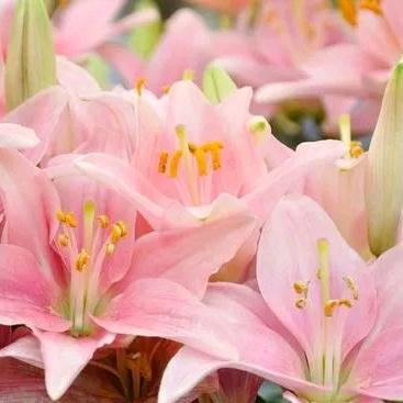百合花花