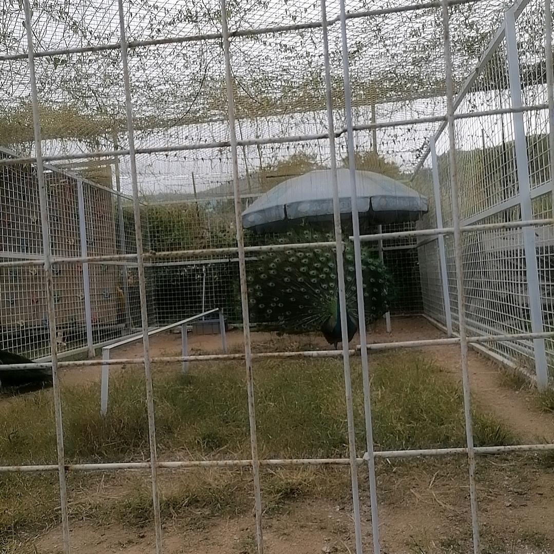 用户59026598荷花