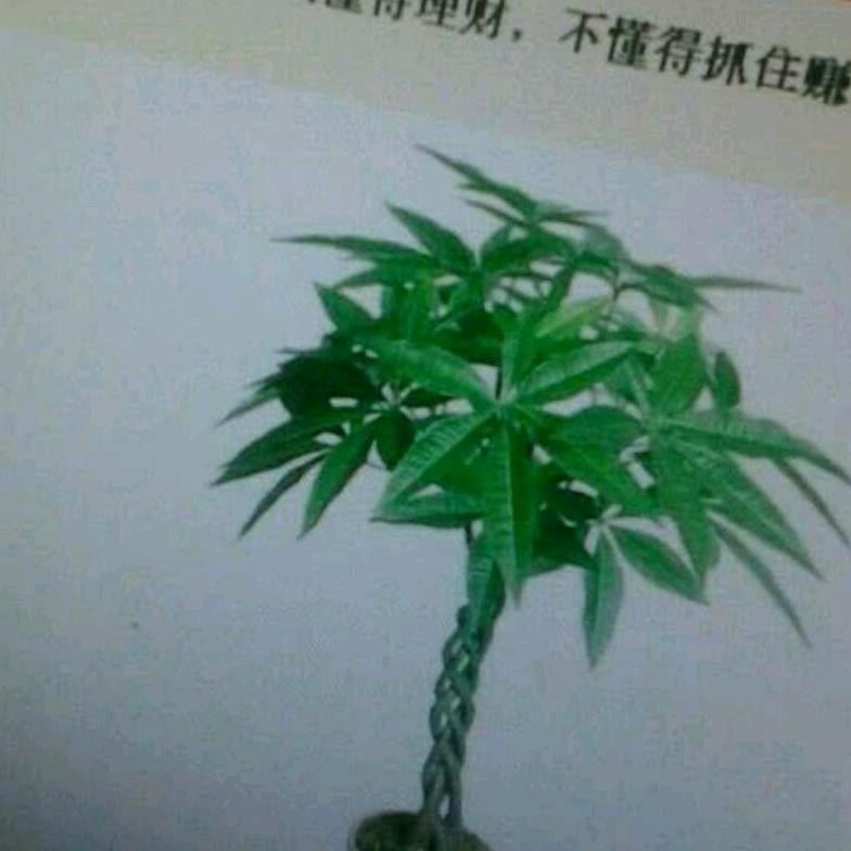 feilong飞龙