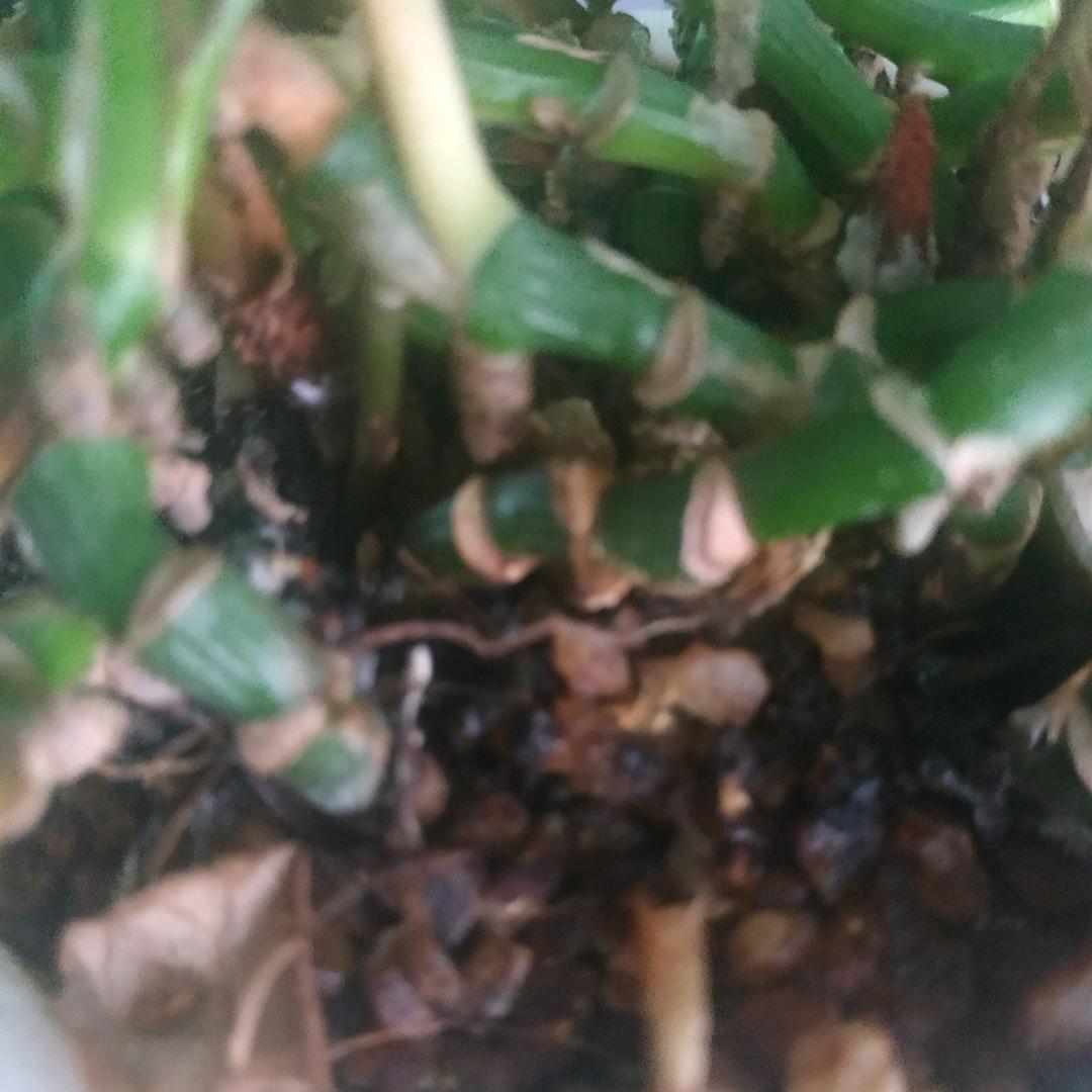 鬻风