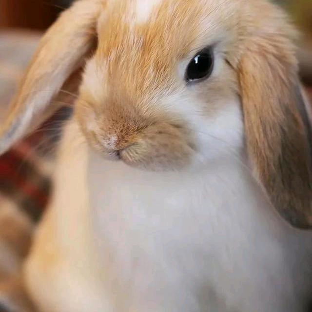 歪歪兔