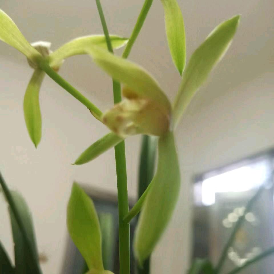別样红！
