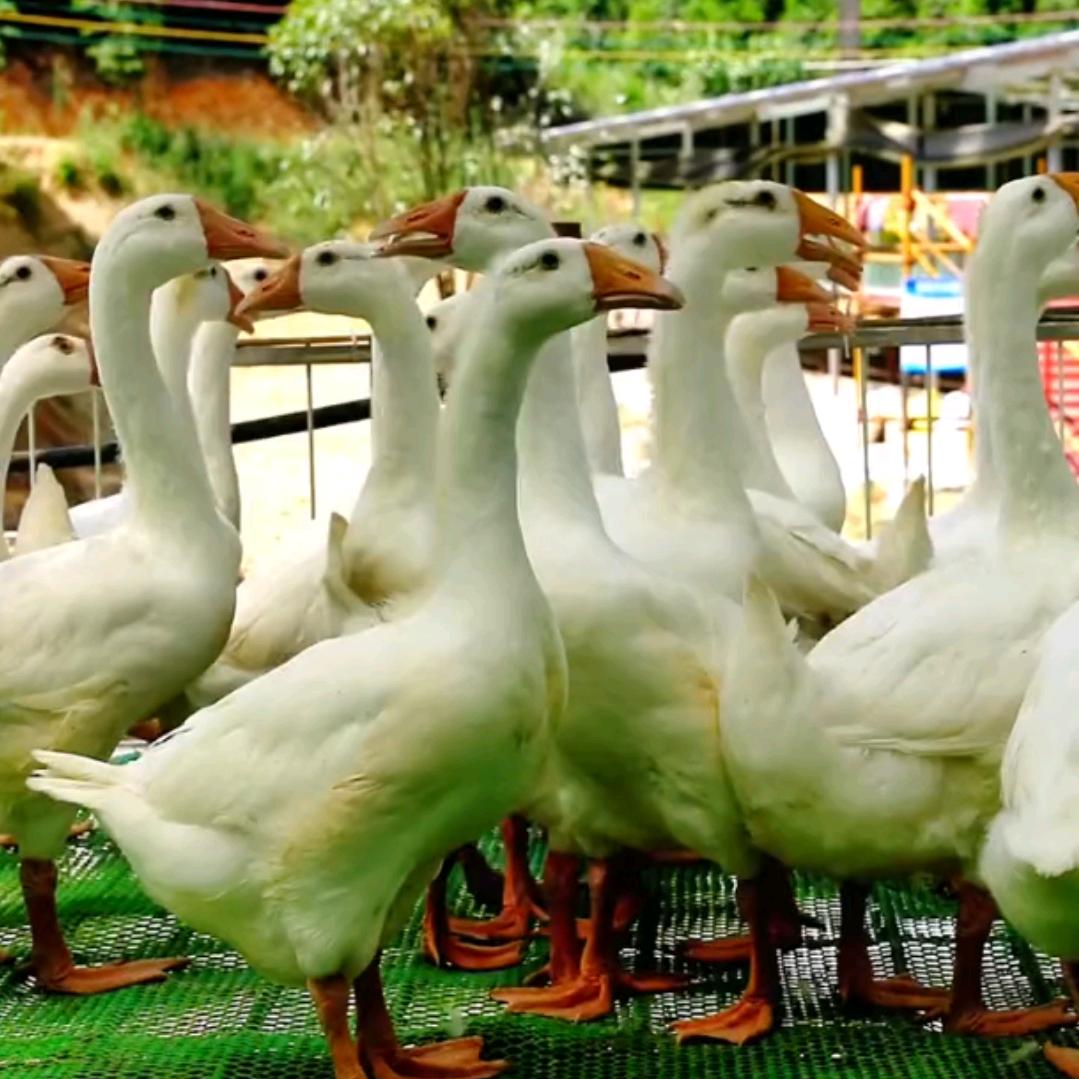 沂河淌凤鹅（贵州贵鹅）