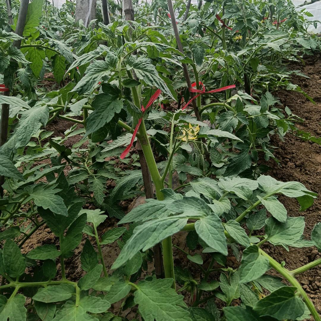 新玥缘（小星仔）