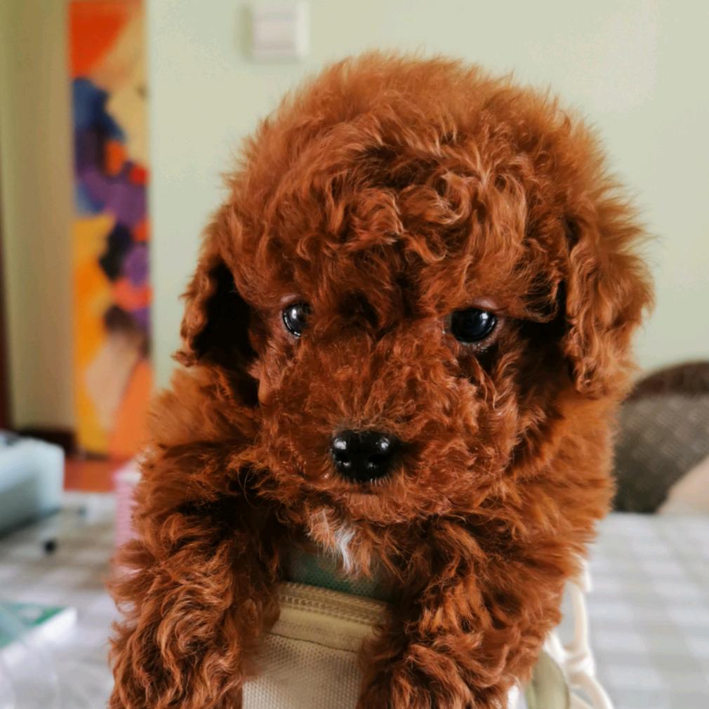 泰迪小七