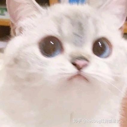 全村的鸡我管