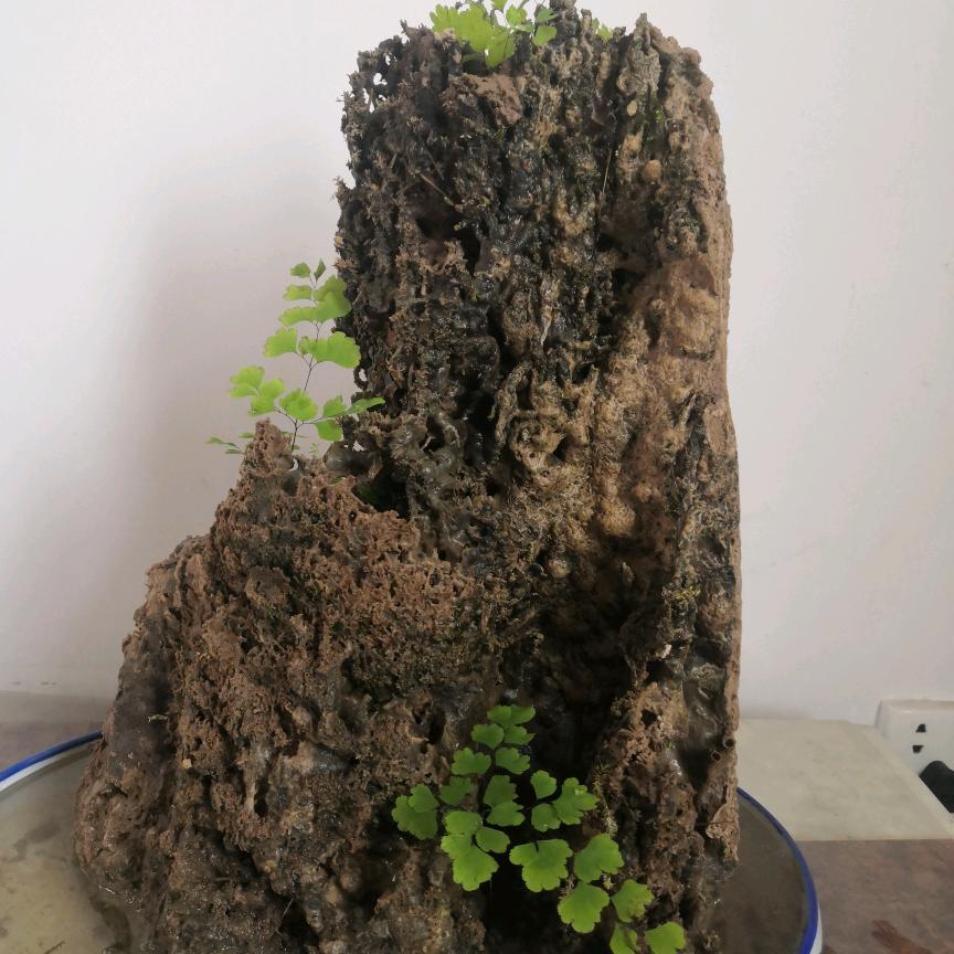 浪迹天涯