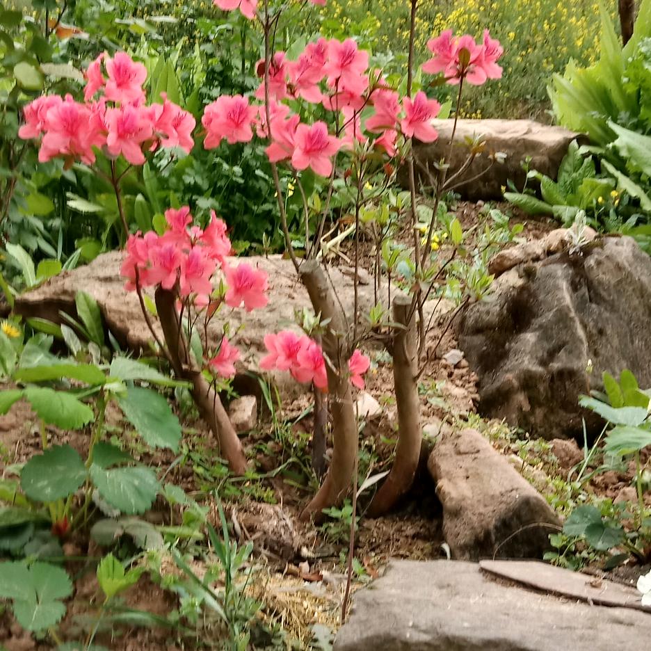 秋花