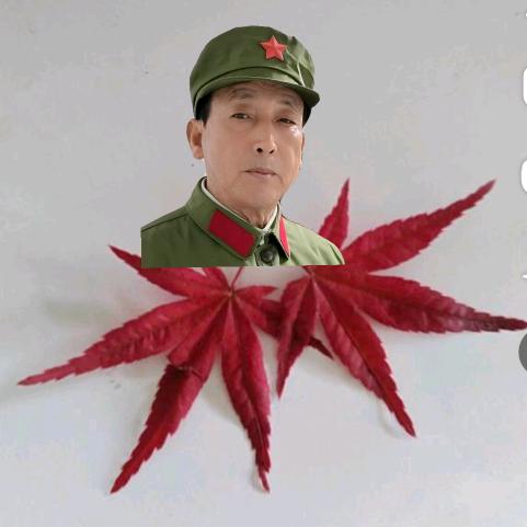 叶子叶子