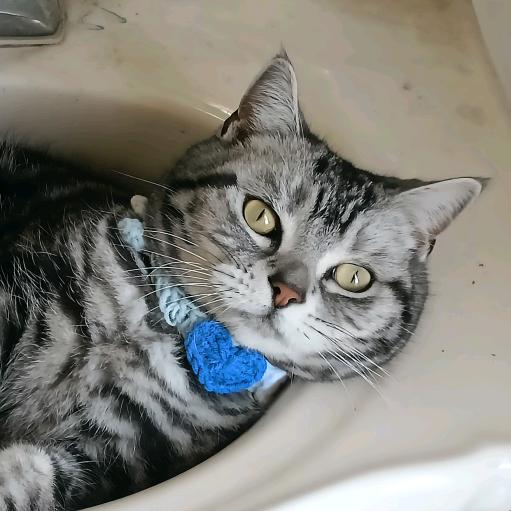 枫鵺(kgym能不能再爱我一次)