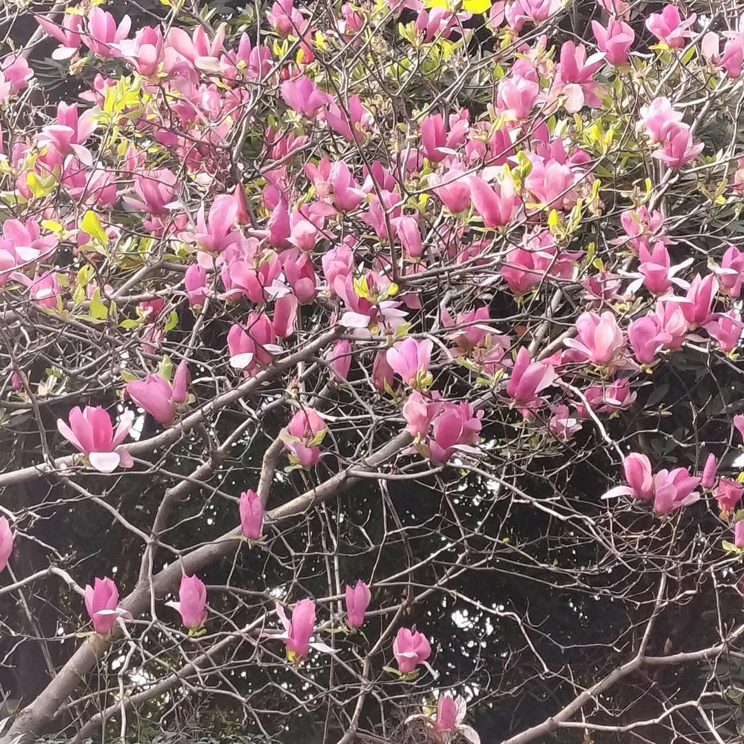🦋只要平凡🦋