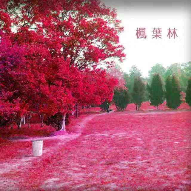 🍁╭(╯ε╰)╮❤️