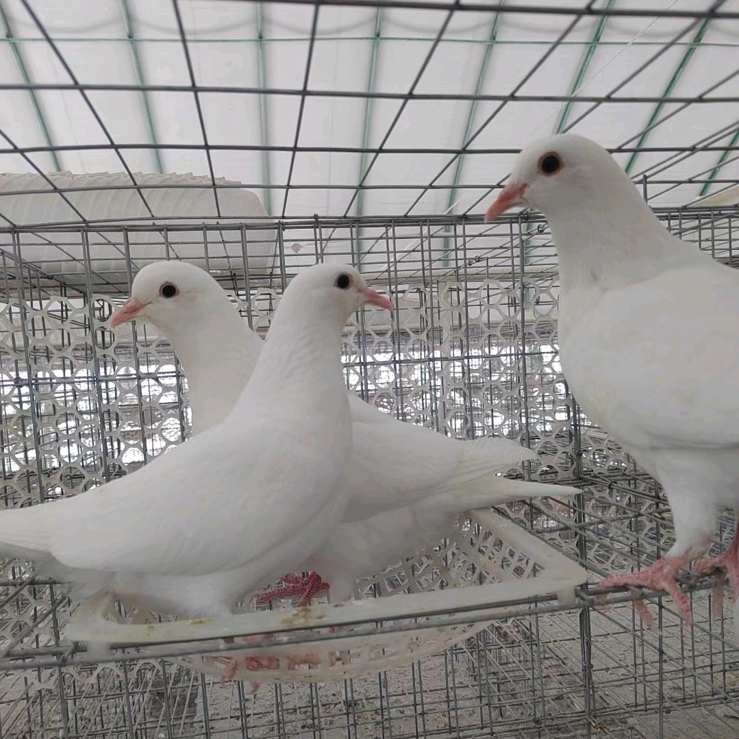 欧牧德翔天鸽业