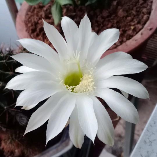 道秀