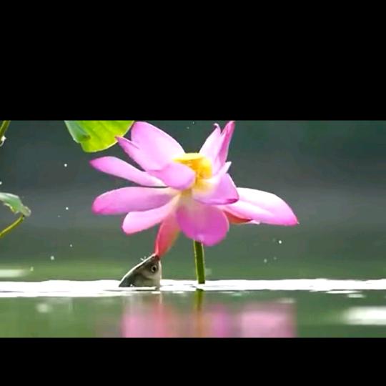 ☀️文武秀林☀️