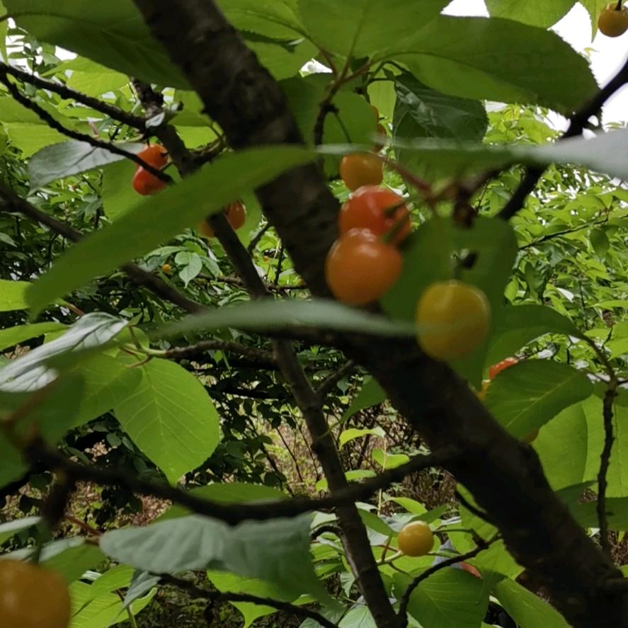 Hi明天会更好