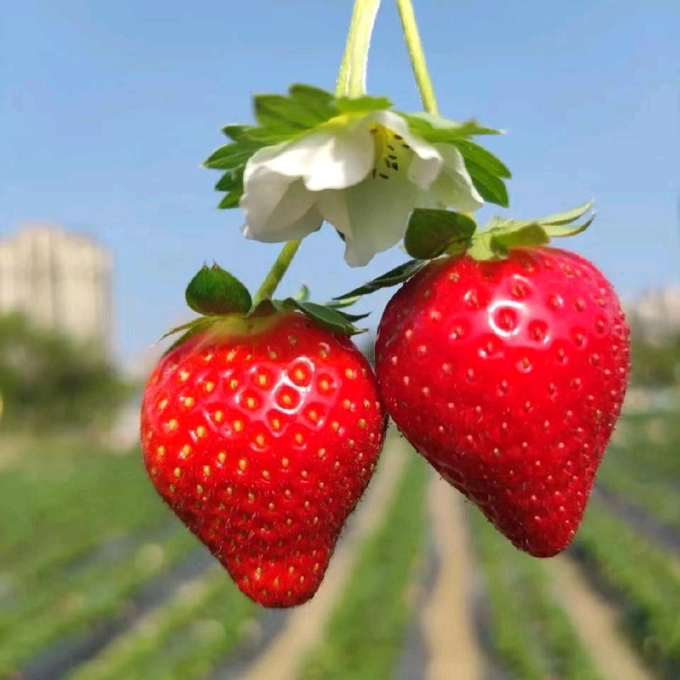 农民西瓜草莓采摘园