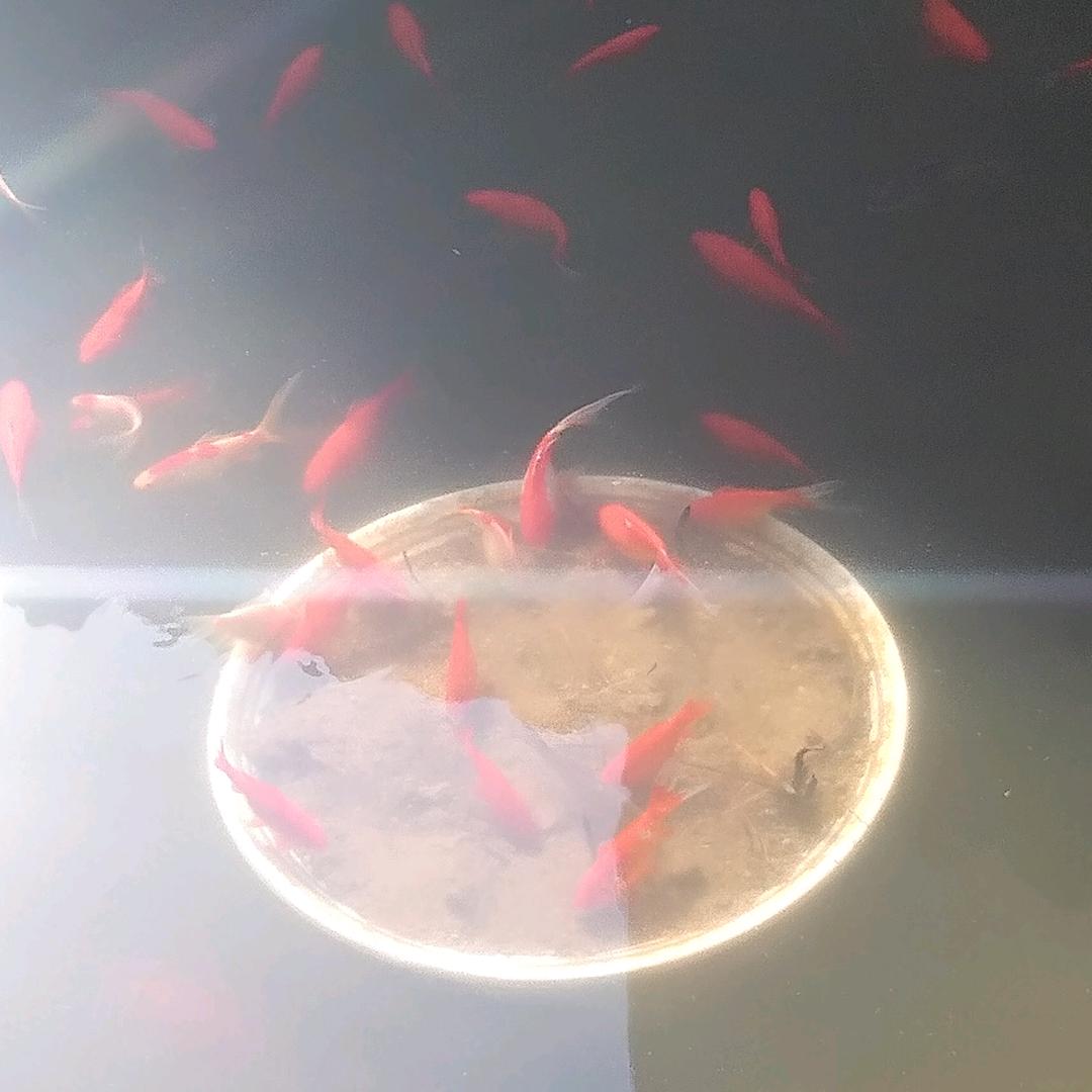 囍 🌸欢🐠