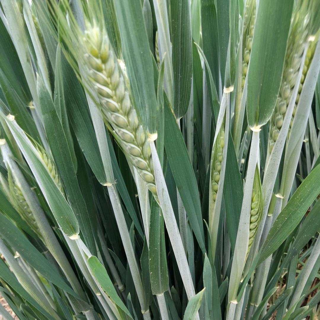 长寿社区红旗农资