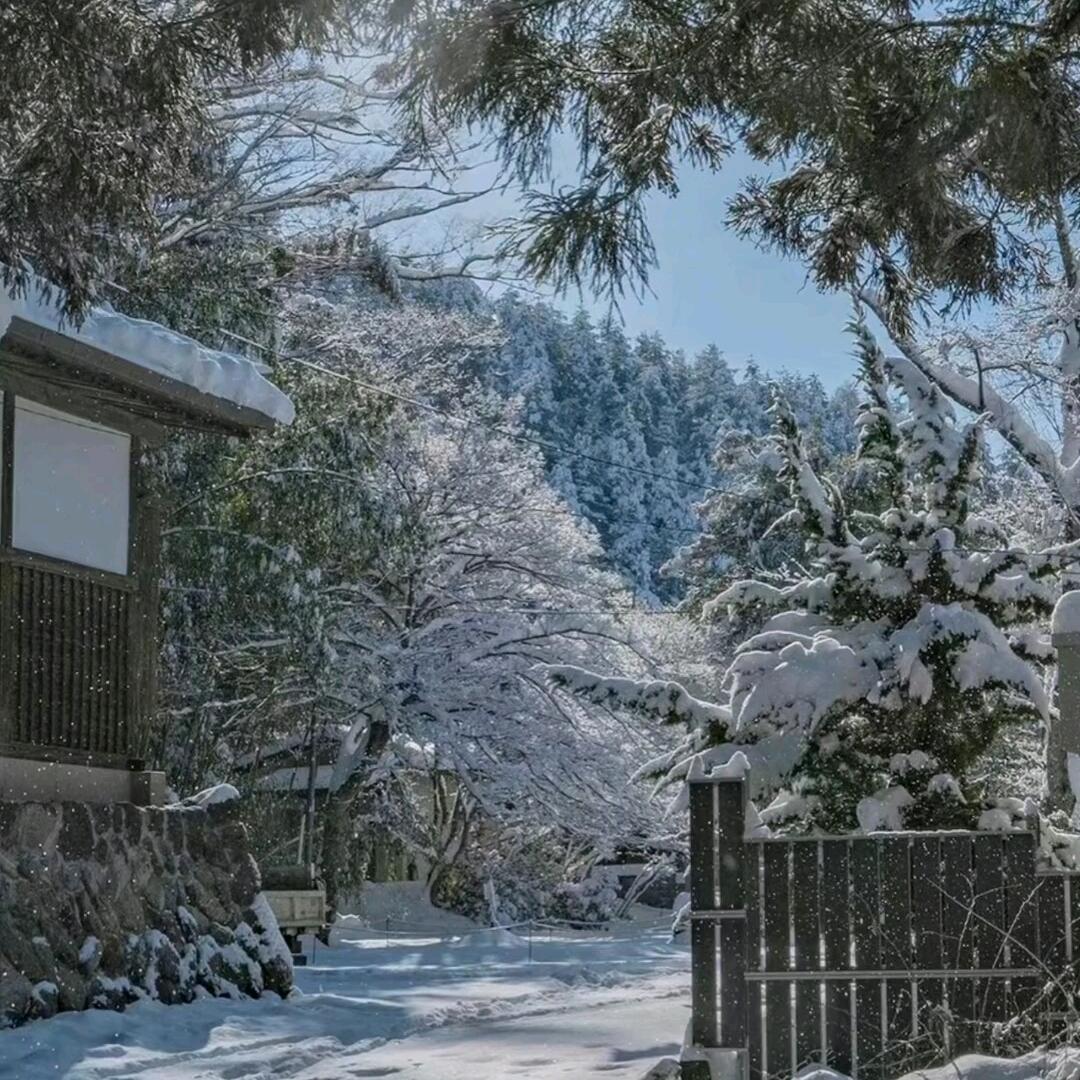 琴琴