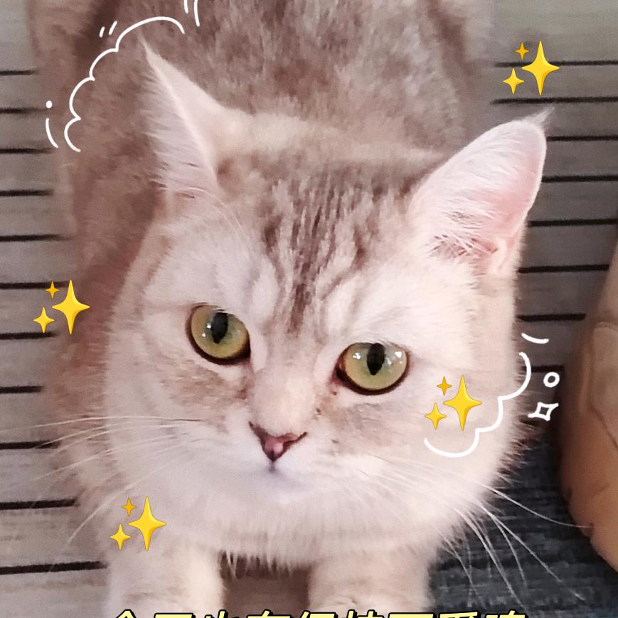 家有萌宠