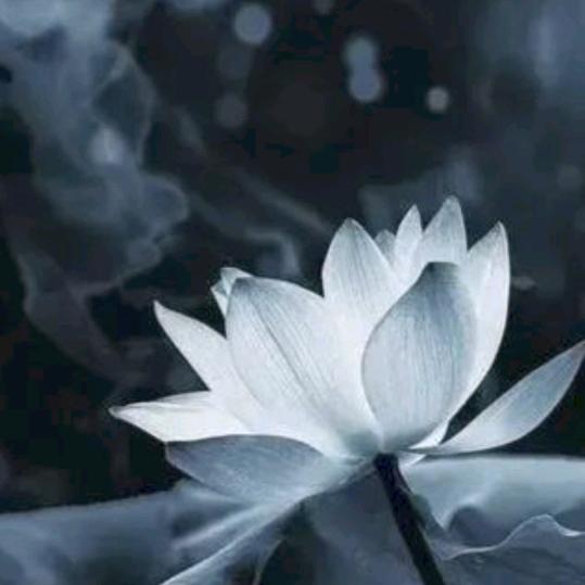 愿脱世俗无纷争
