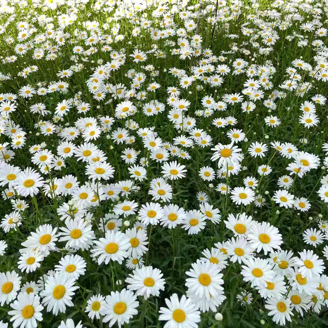 ₍˄·͈༝·͈˄*₎◞ ̑̑阳光正好，微