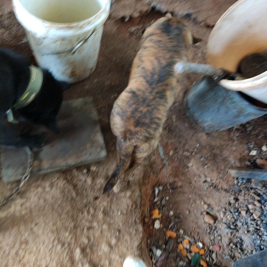 志华养殖和，收购和出售大狗