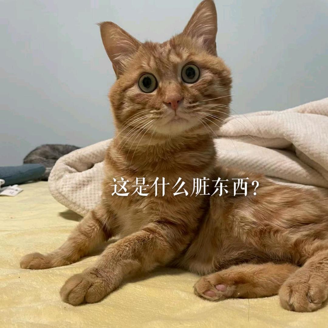 一念是九爷🦁️