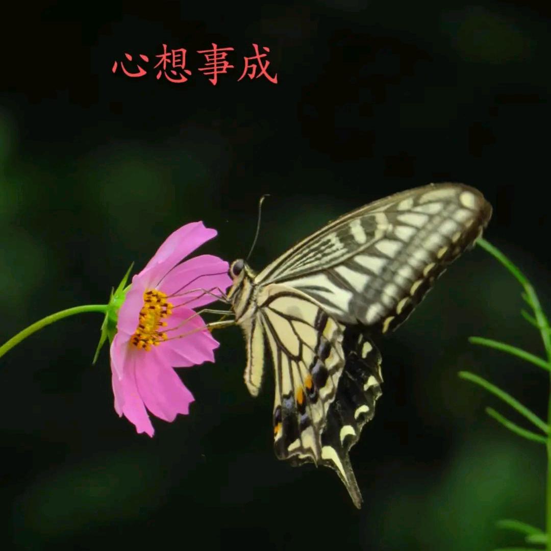 ꧁꫞杨💞杨꫞꧂