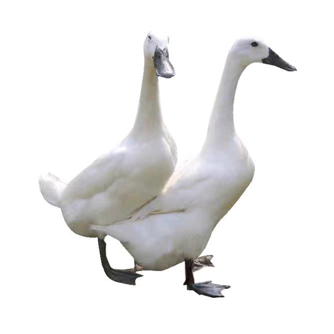 杨大叔生鲜