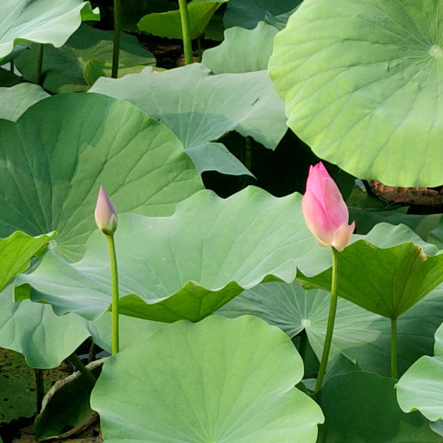 小语轻风
