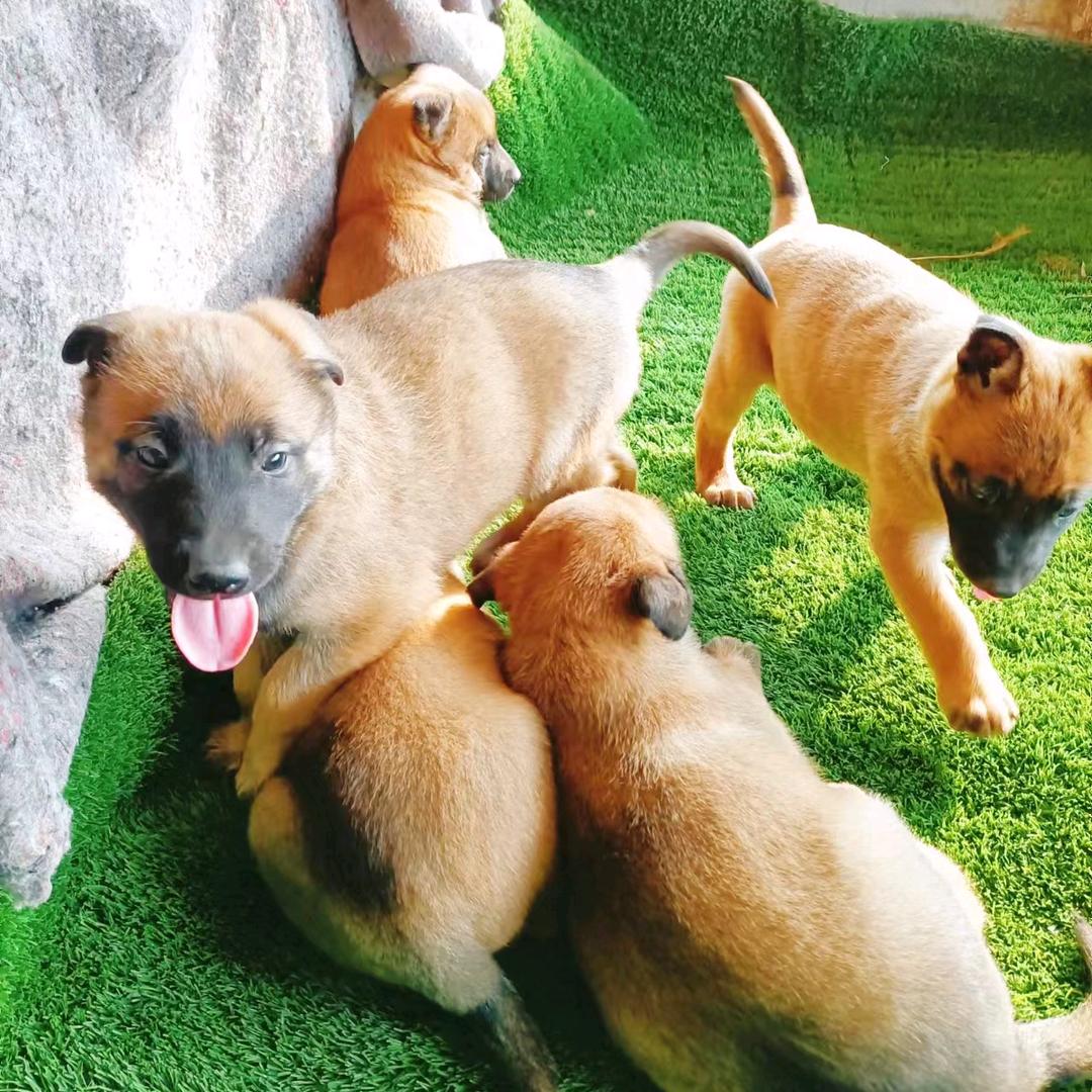 维坊中义犬舍，鸡狗鹅鸭都有