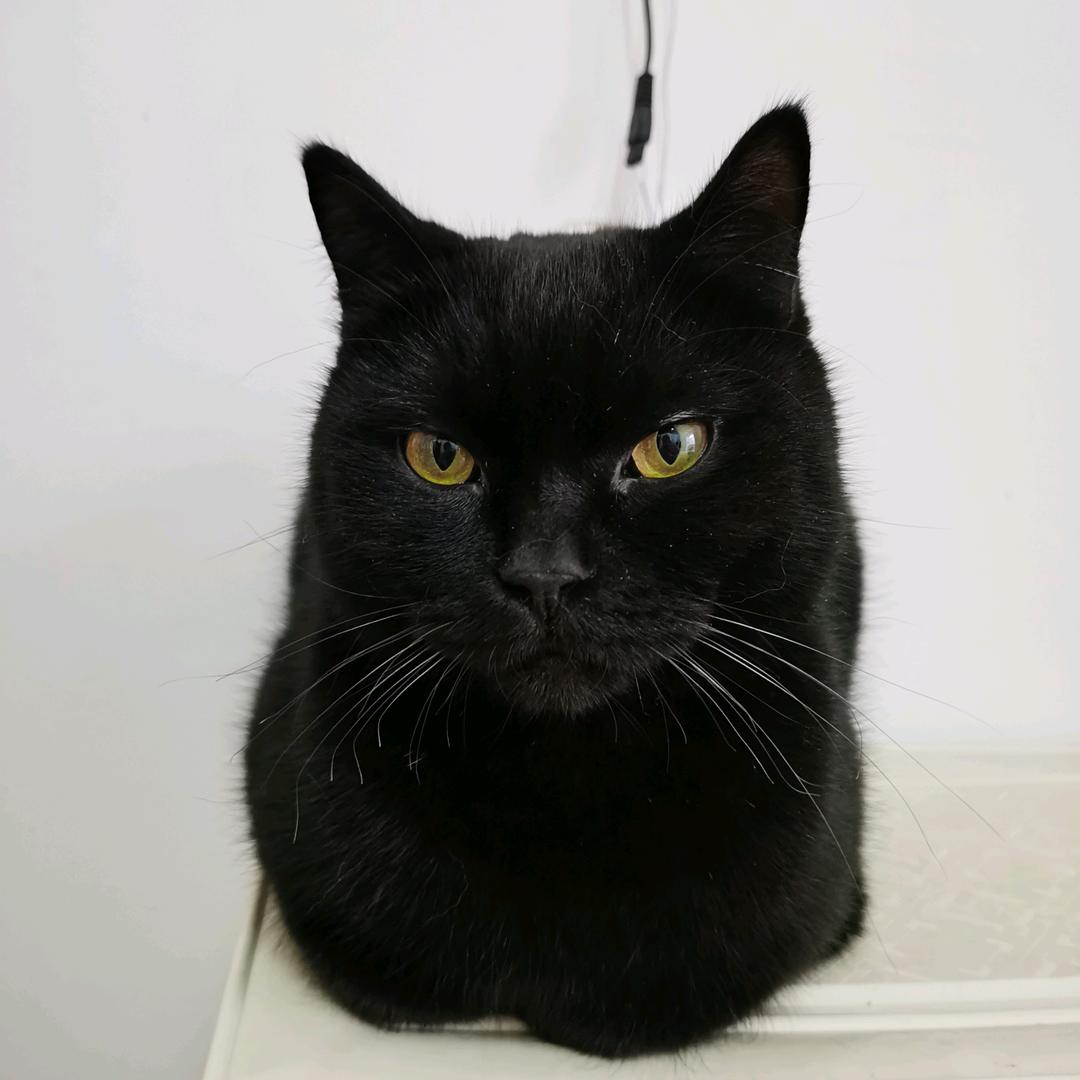 黑猫的铲屎官