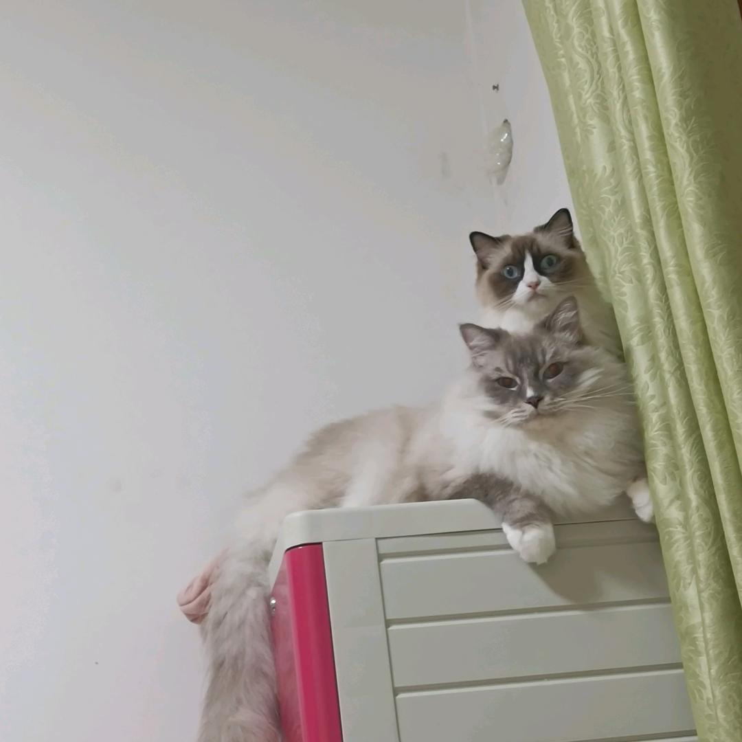 黑眼圈布偶女王