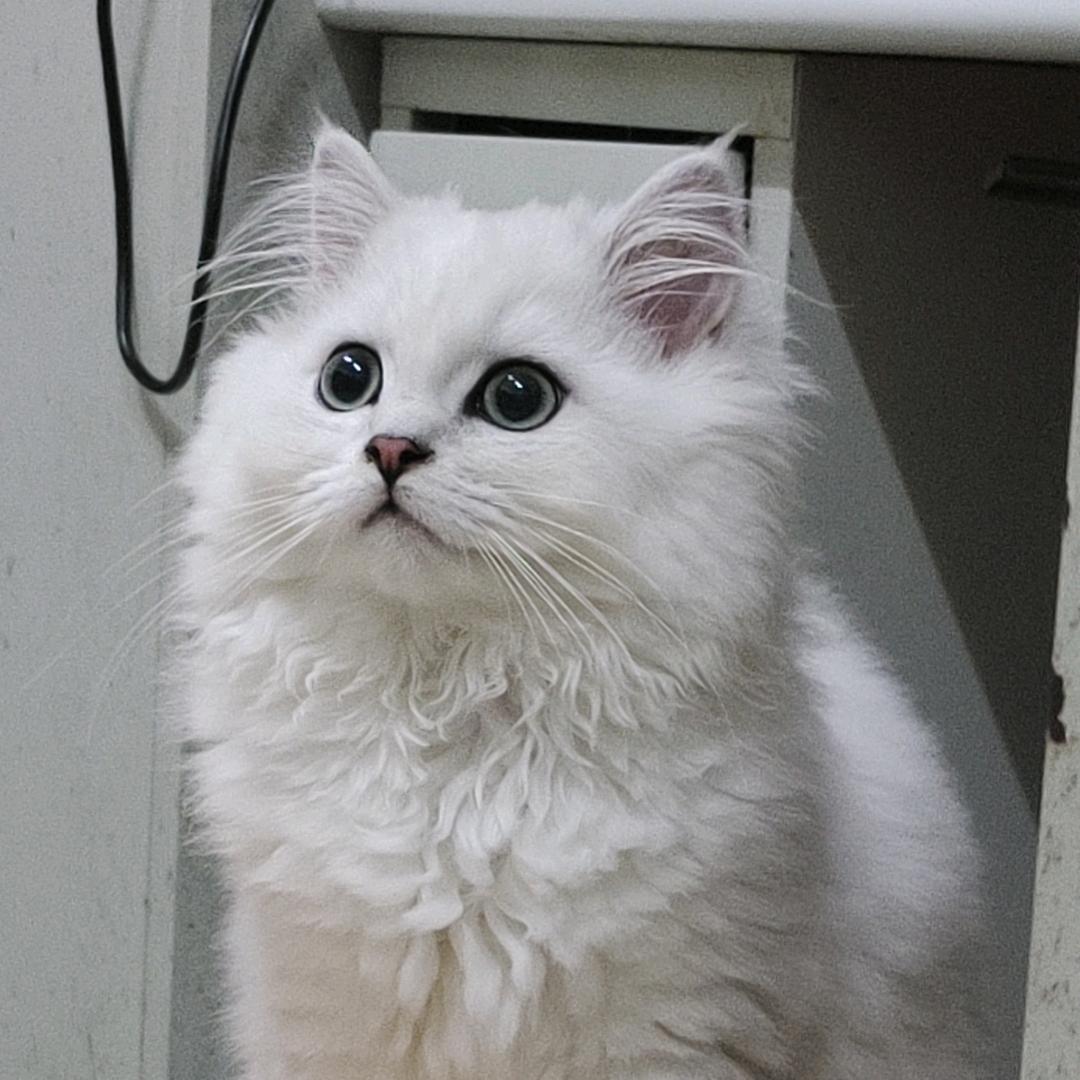 球球大王