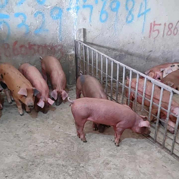 小猪批发零售(三哥)