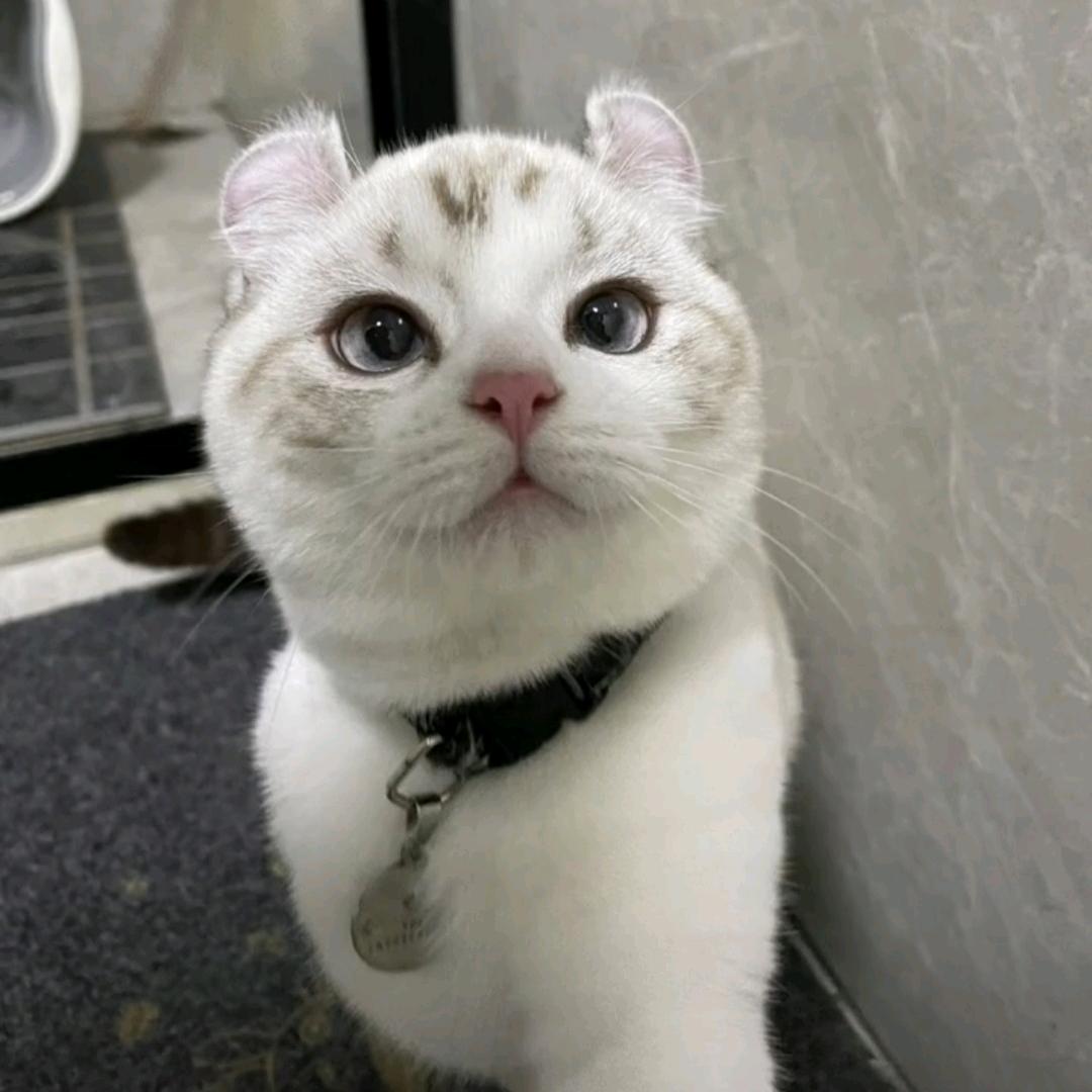 齐
