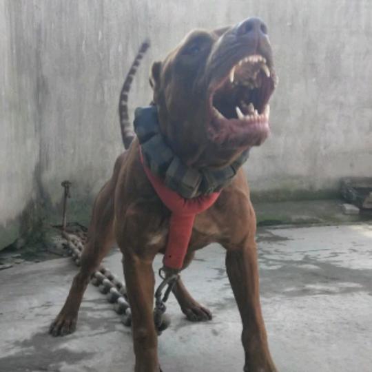 .猛犬巨比磊哥.