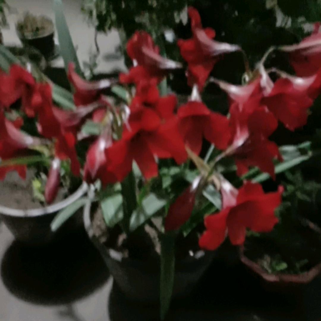 梅花