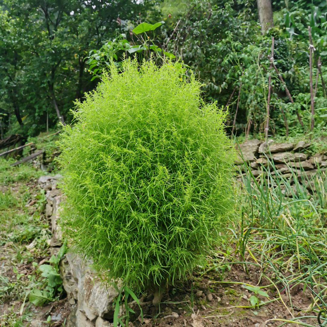 安居京洛艾国爱家