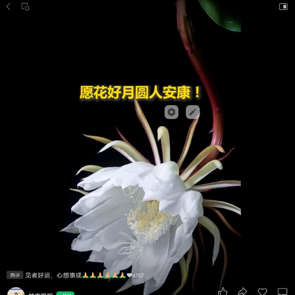 安静子