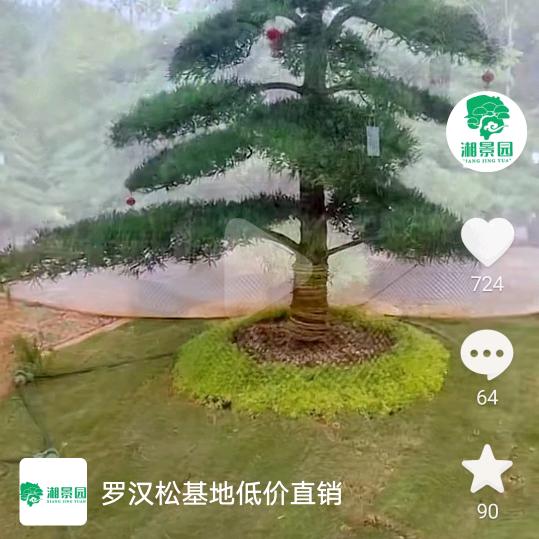 飞翔