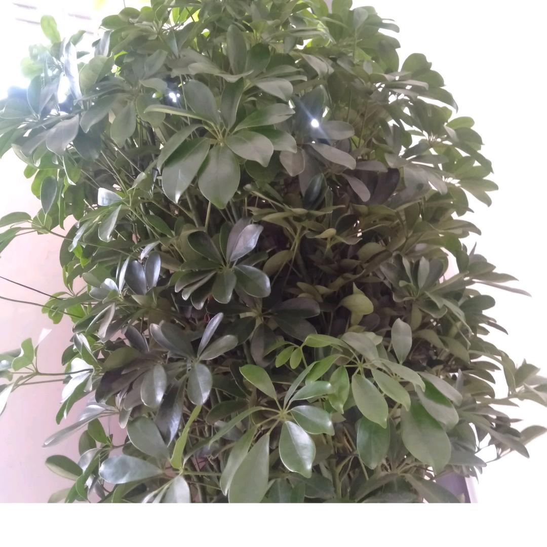 背着小手瞎溜达