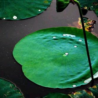 水中漂动的一叶