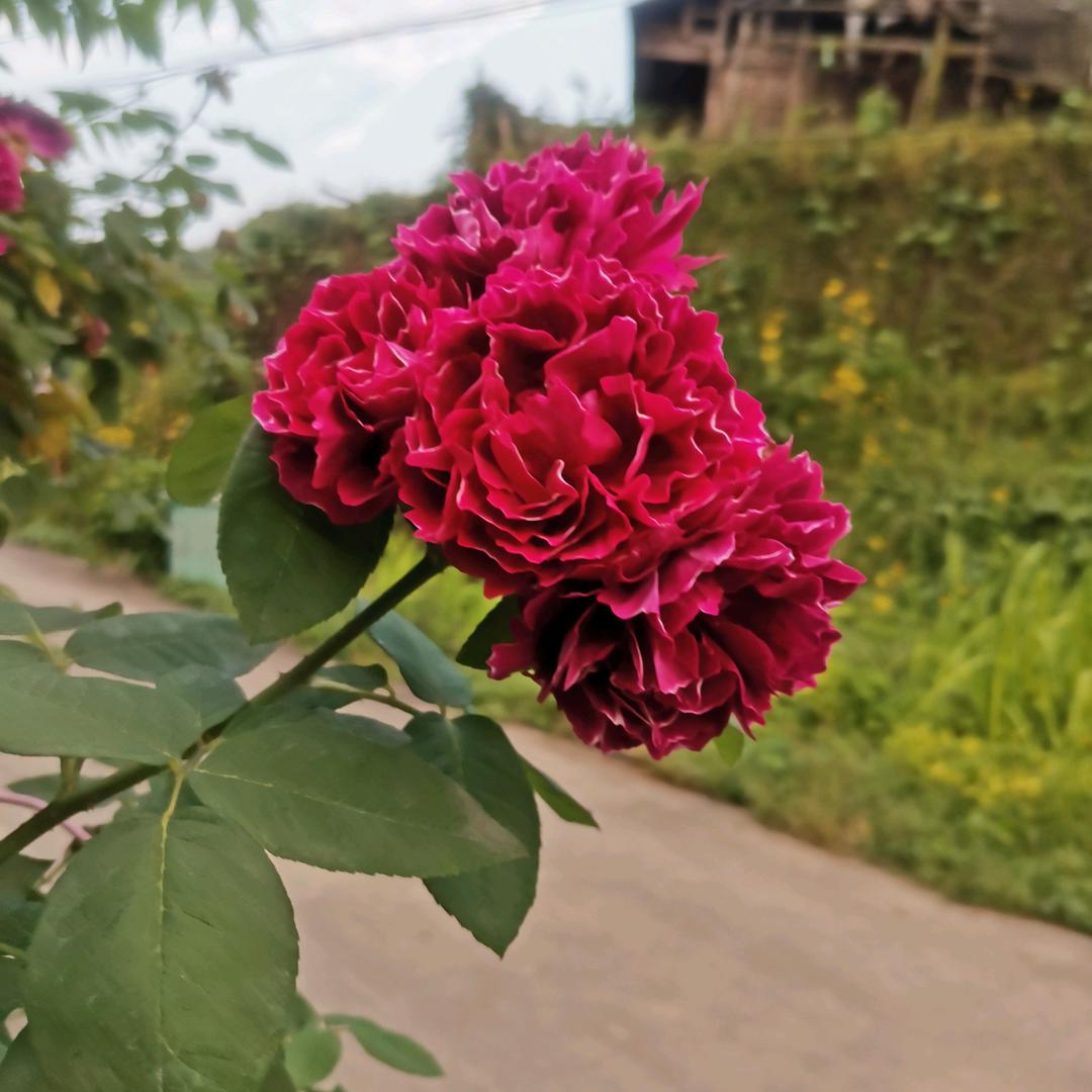 好运来