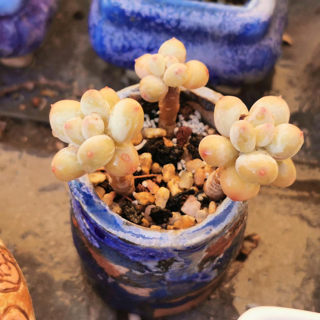 。布洛芬。
