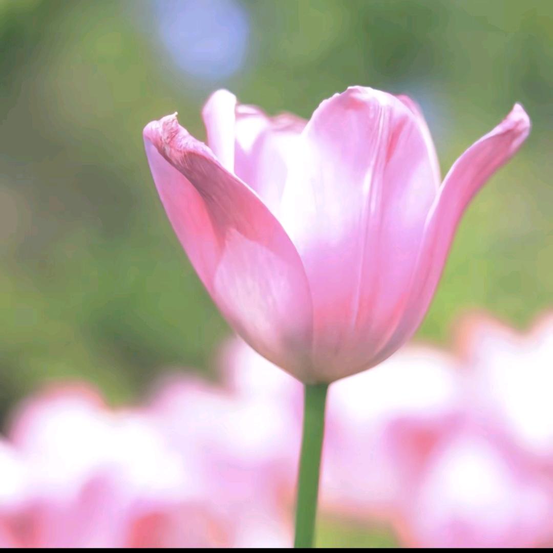 花开富贵💞