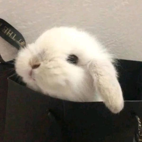 日安🐰